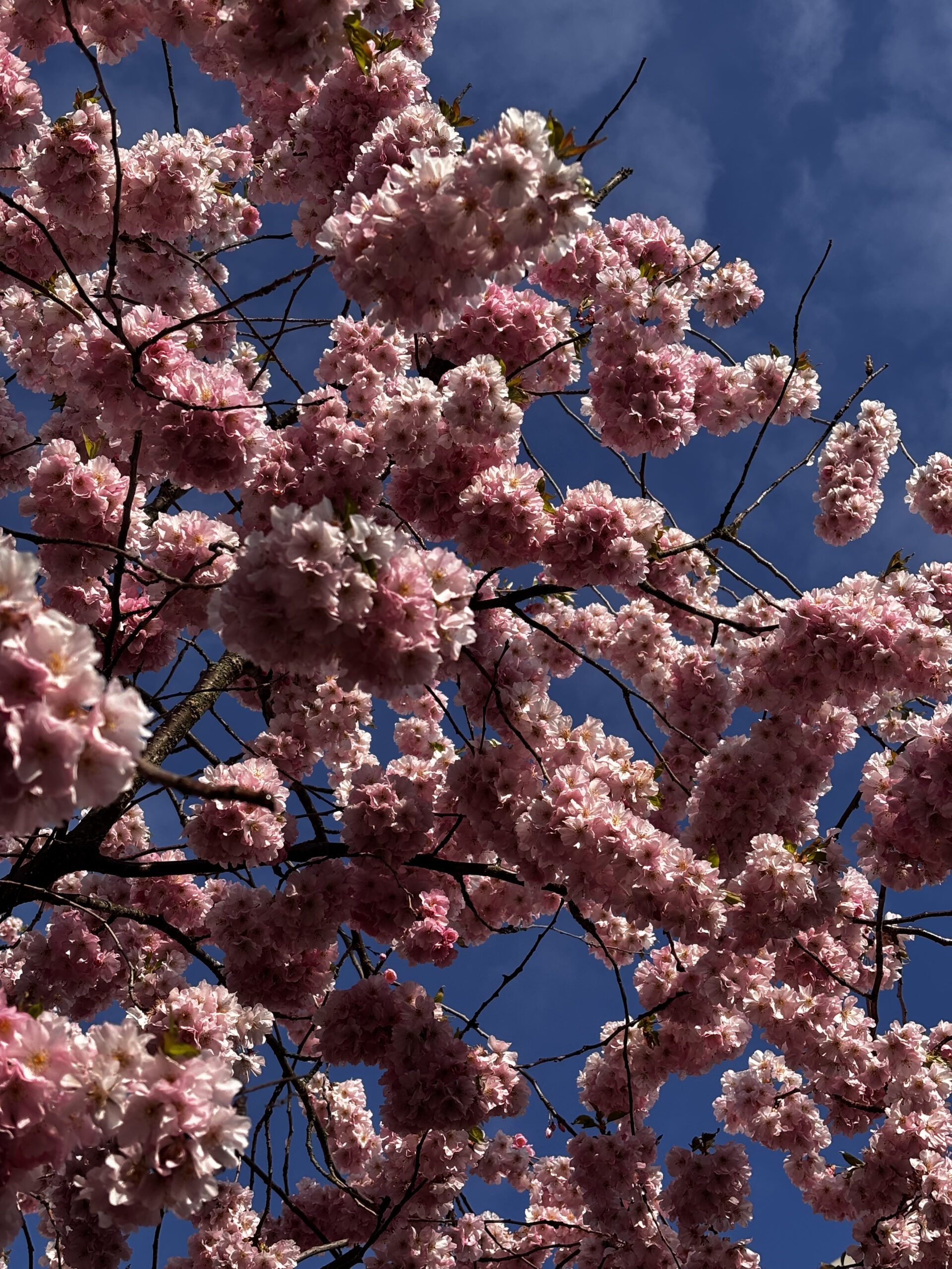 kirschblüten vor blauem himmel